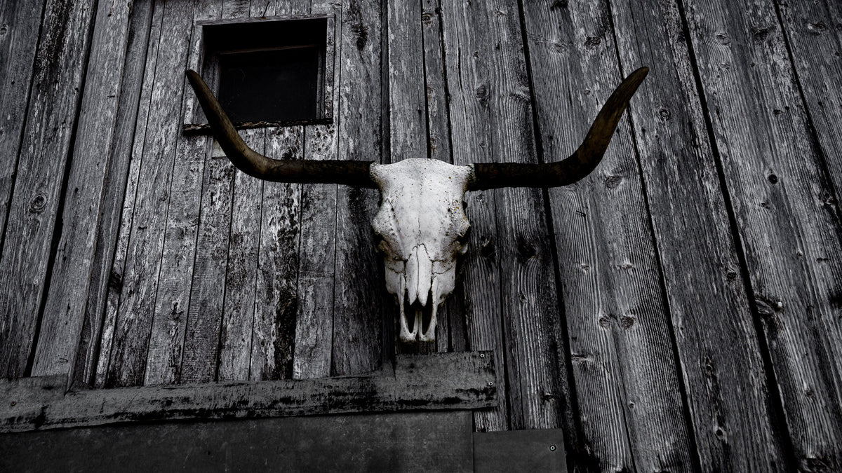 Horns | Skulls