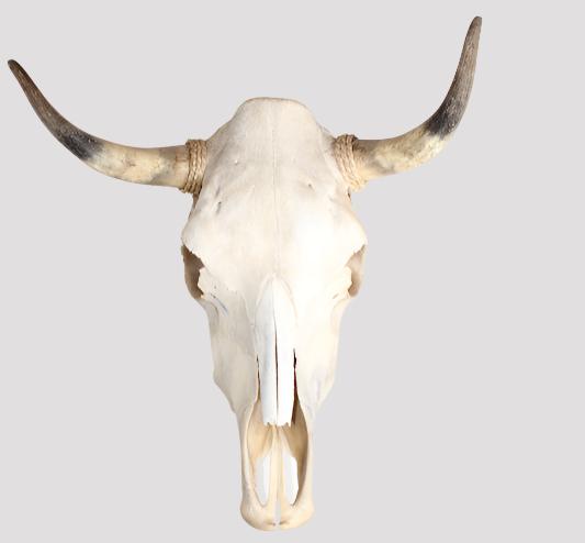 $40 ea. Plain Cow Skull (12pcs/Order)