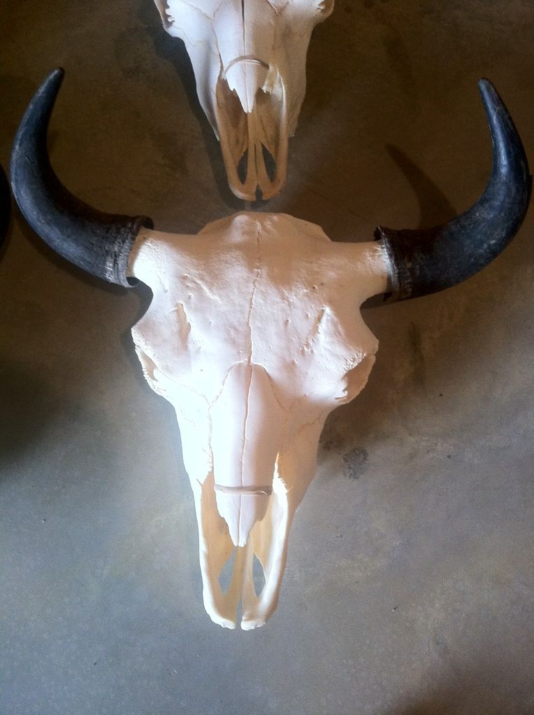 Buffalo Skulls