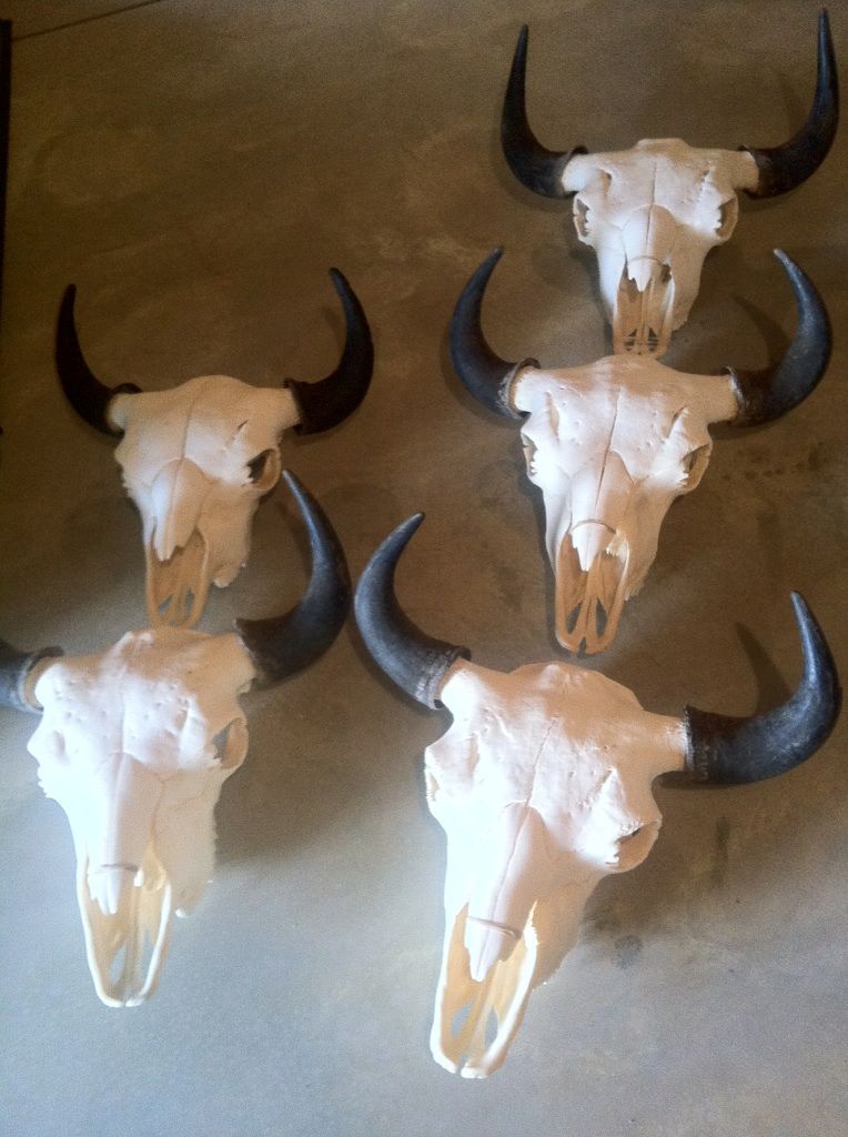 Buffalo Skulls